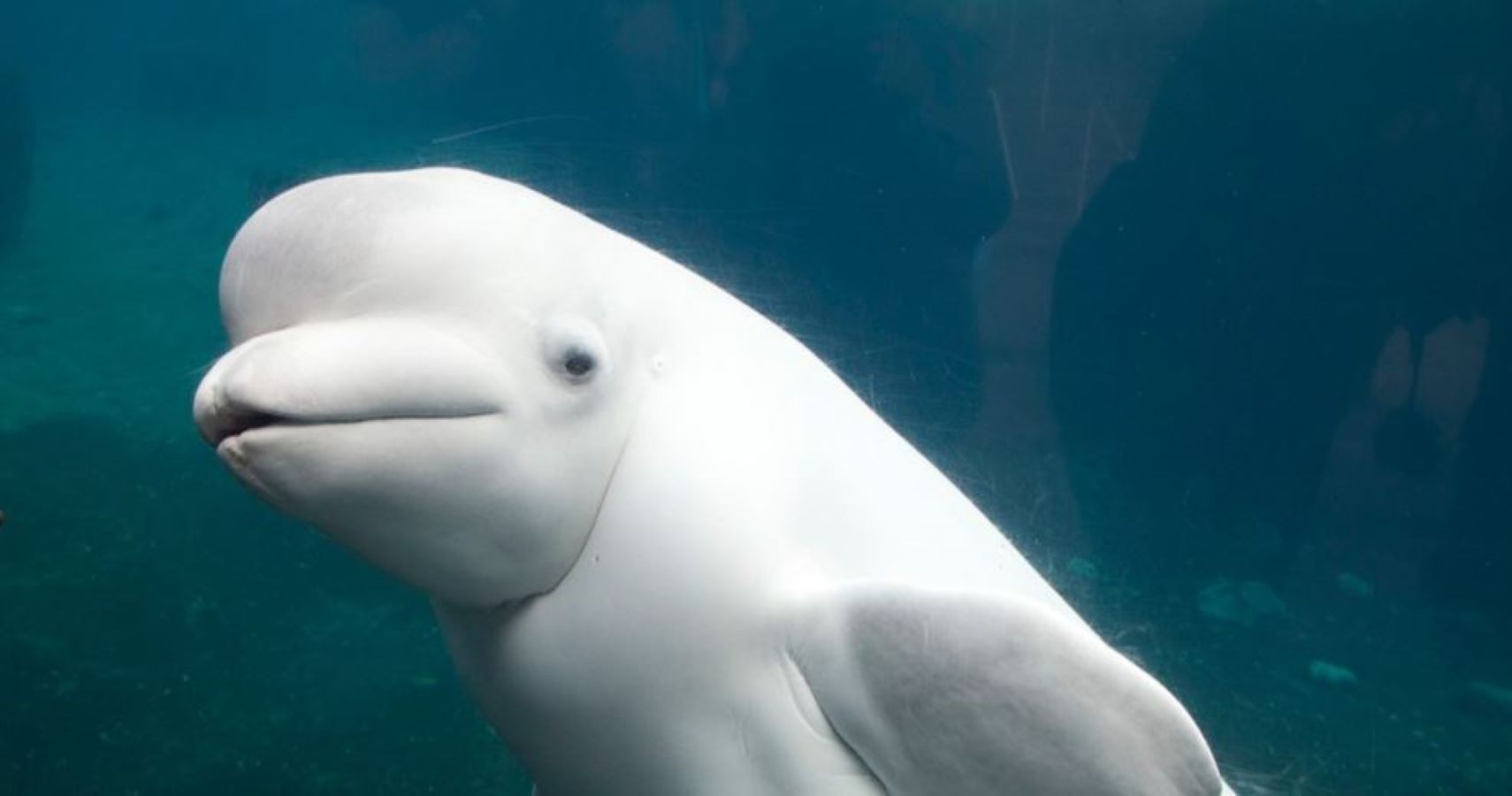 Watch: Toddler Gets Scared By Beluga Whale In Adorable Video